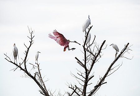 Roseate Spoonbill Joining Snowy and Great Egrets